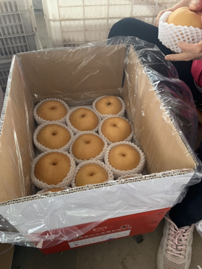 山东冠县万亩梨园一级丰水梨产地