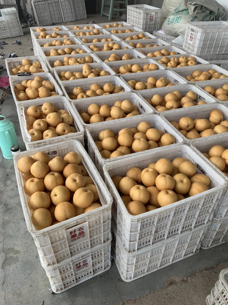 冠县丰水梨300~350g纸袋山东冠县梨主产地