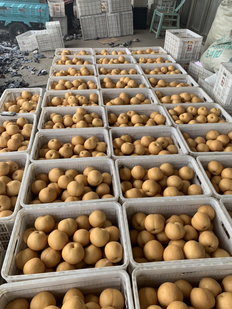 冠县丰水梨300~350g纸袋山东冠县梨主产地