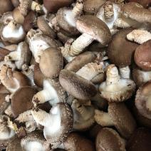 贵州新鲜香菇基地批发每天可产万斤一手货源