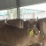 鲁西黄牛肉牛犊价格西门塔尔种牛母牛多少钱一头