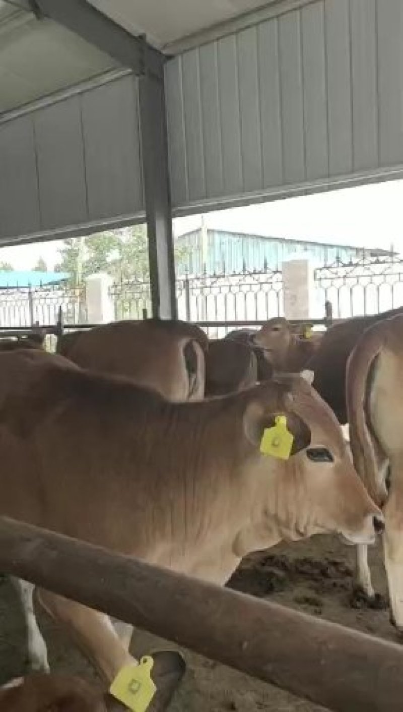 鲁西黄牛肉牛犊价格西门塔尔种牛母牛多少钱一头