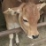 鲁西黄牛肉牛犊价格西门塔尔种牛母牛多少钱一头