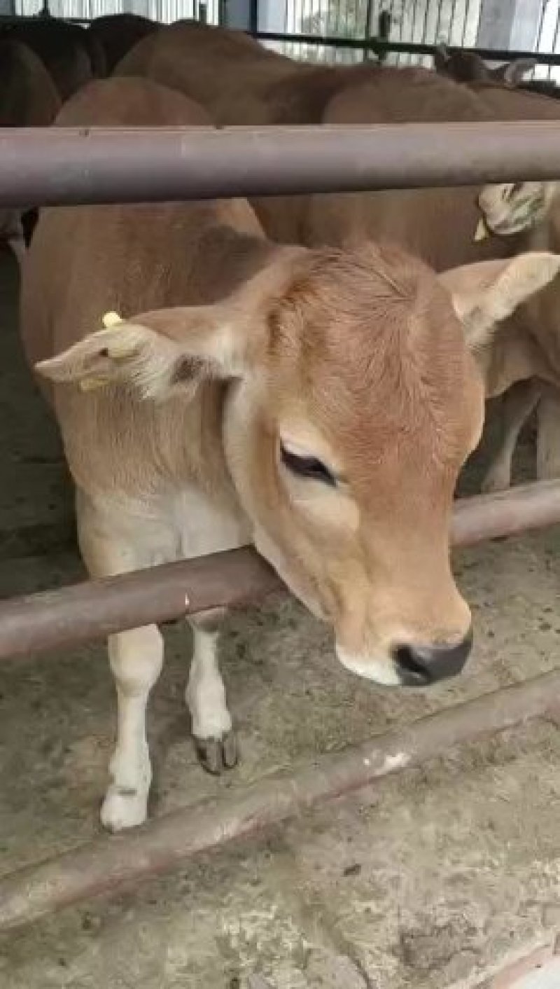 鲁西黄牛肉牛犊价格西门塔尔种牛母牛多少钱一头