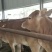 鲁西黄牛肉牛犊价格西门塔尔种牛母牛多少钱一头