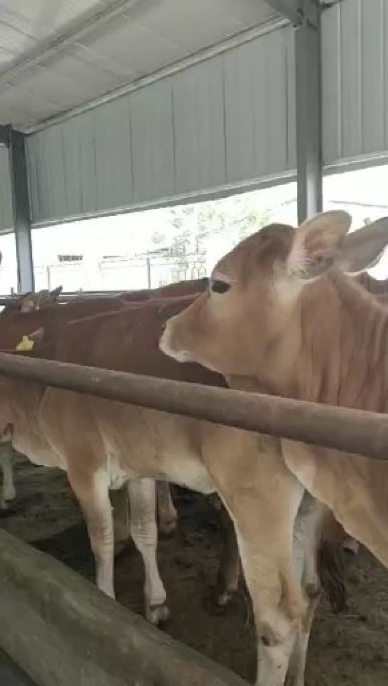 鲁西黄牛肉牛犊价格西门塔尔种牛母牛多少钱一头