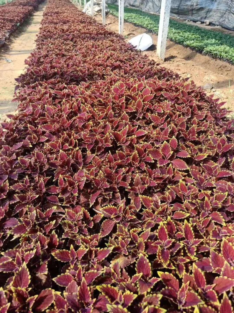 彩叶草！进口彩叶草花彩叶红彩叶黄彩叶种植基地