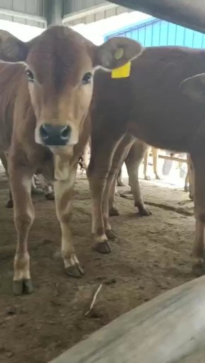 全国出售鲁西黄牛肉牛犊优良品种纯种黄牛正在发货黄牛小牛犊