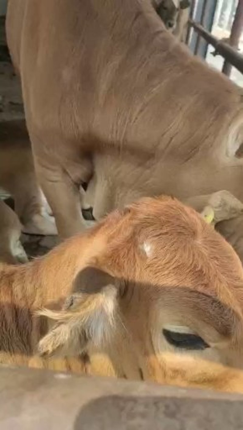 全国出售鲁西黄牛肉牛犊优良品种纯种黄牛正在发货黄牛小牛犊