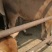全国出售鲁西黄牛肉牛犊优良品种纯种黄牛正在发货黄牛小牛犊