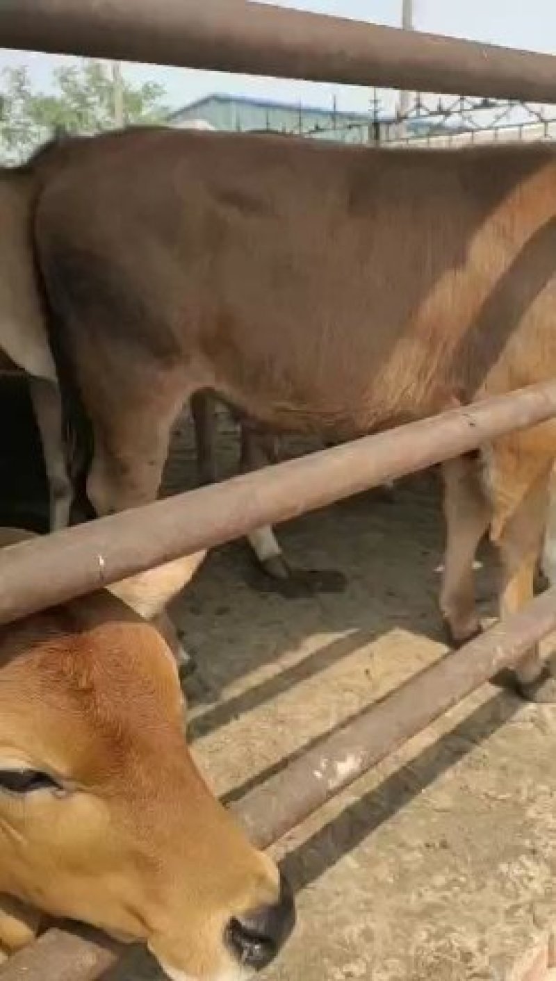 全国出售鲁西黄牛肉牛犊优良品种纯种黄牛正在发货黄牛小牛犊