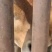 全国出售鲁西黄牛肉牛犊优良品种纯种黄牛正在发货黄牛小牛犊
