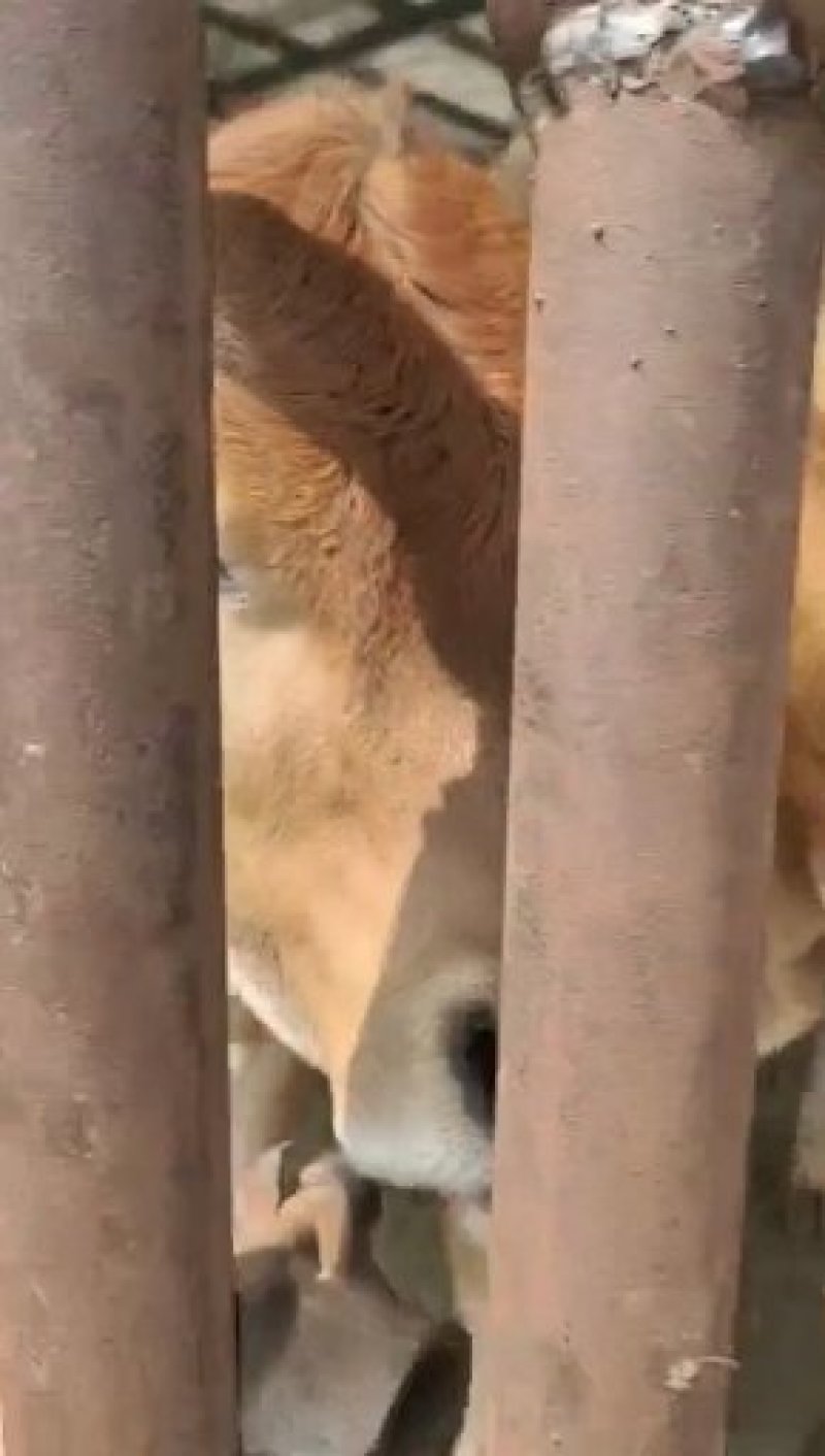 全国出售鲁西黄牛肉牛犊优良品种纯种黄牛正在发货黄牛小牛犊