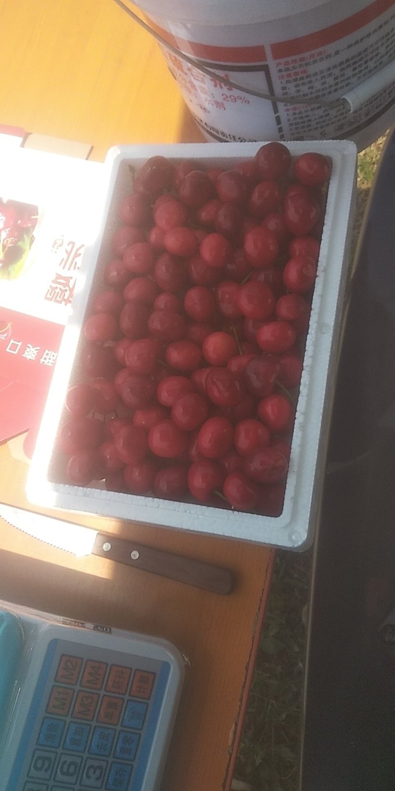 大田樱桃，上市了。欢迎各地客商前来订购