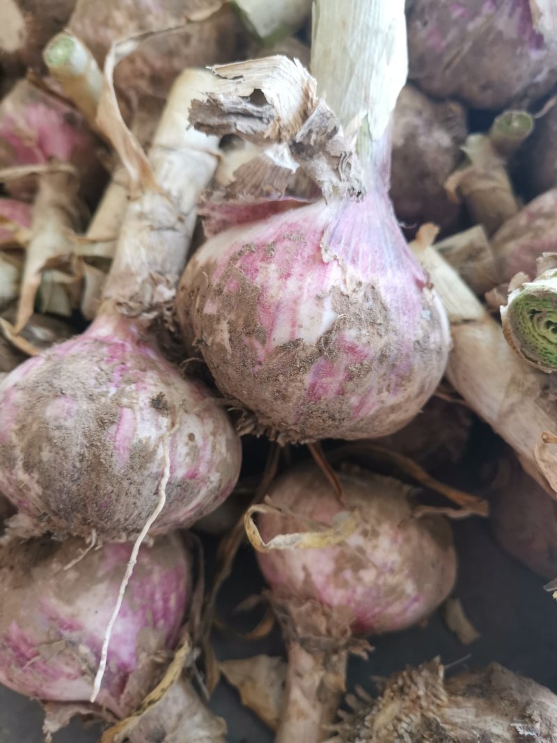 精品大蒜，保质保量，一手货源，诚信为本，货源充足，