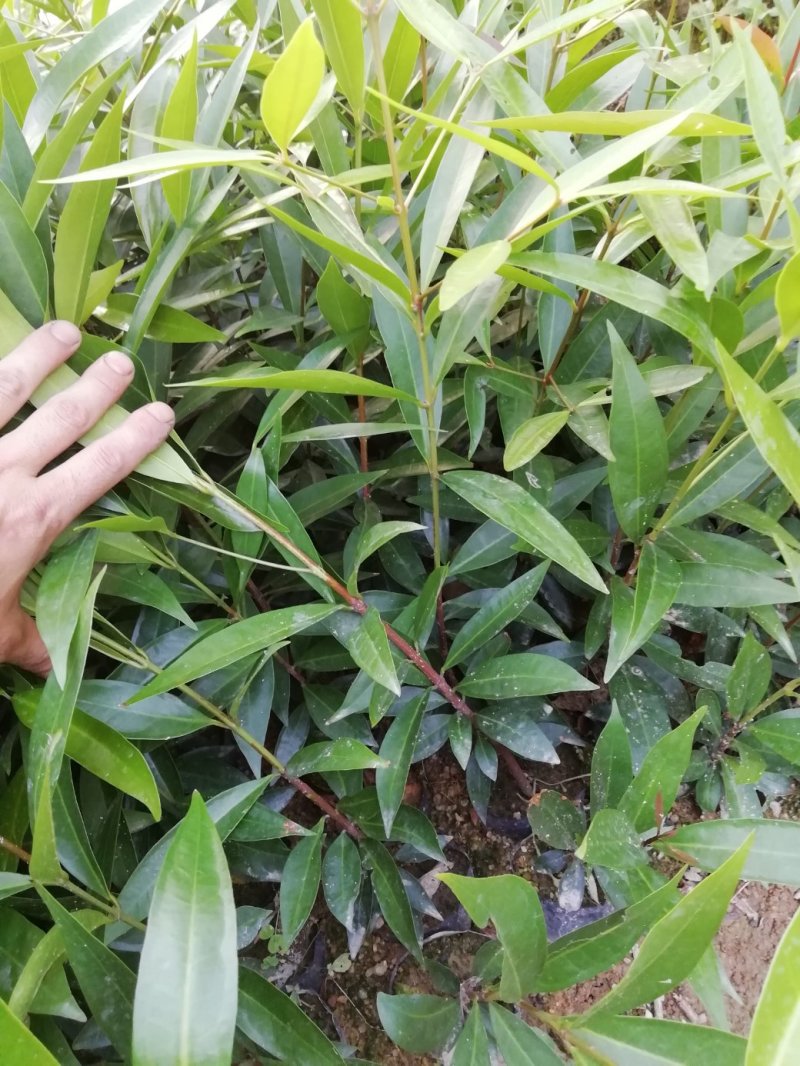 水蒲桃苗土莲雾苗未嫁接苗