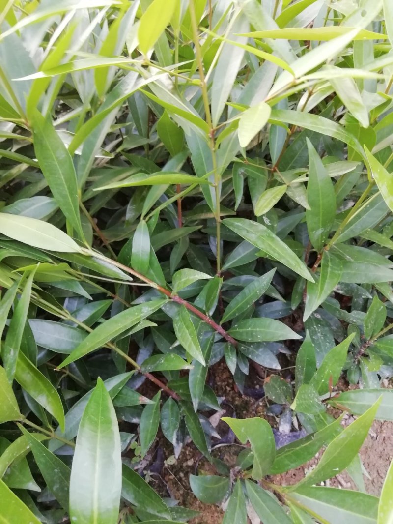 水蒲桃苗土莲雾苗未嫁接苗
