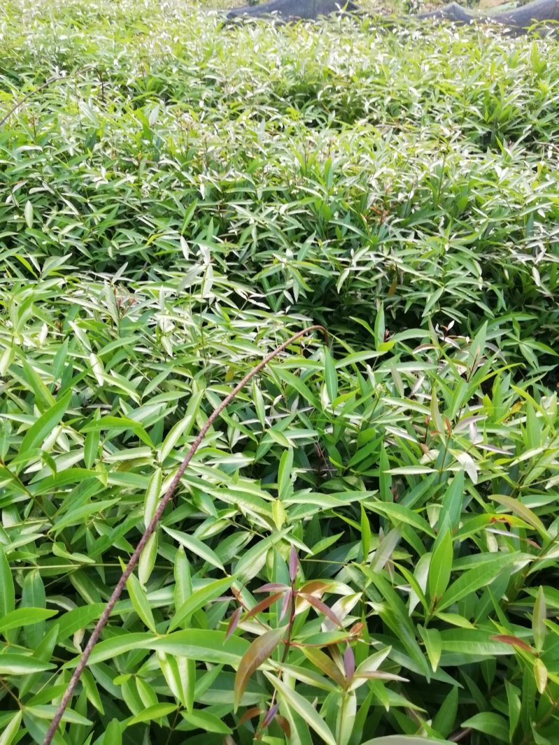 水蒲桃苗土莲雾苗未嫁接苗