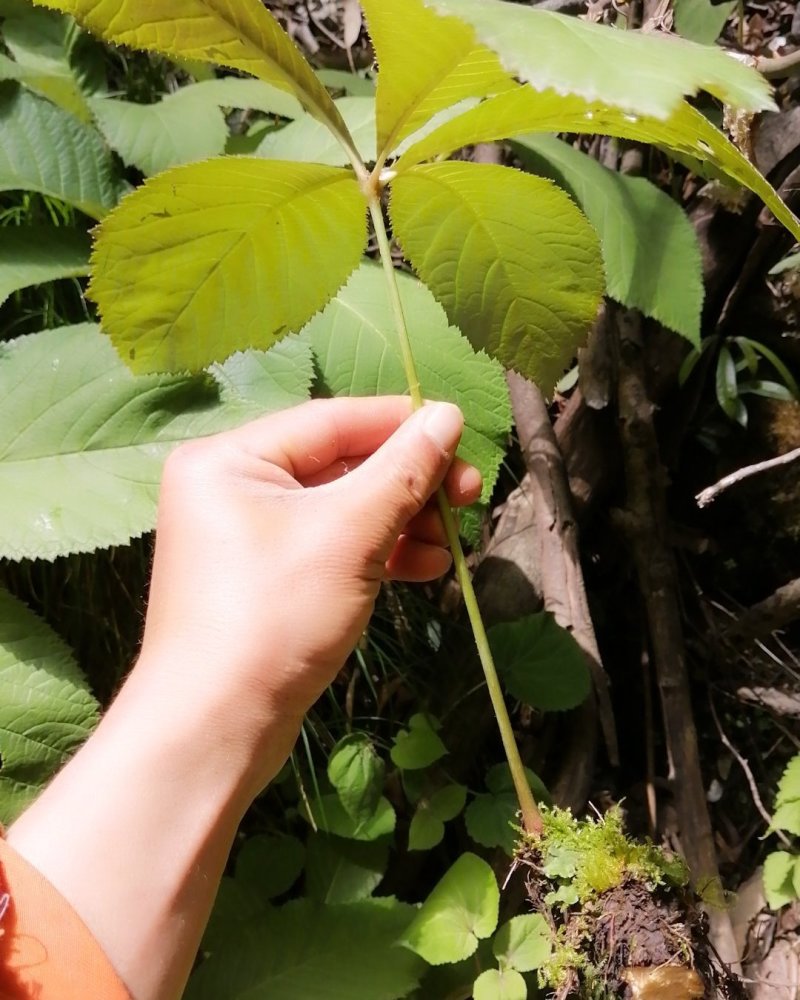 秦岭深山野生药材岩陀干货