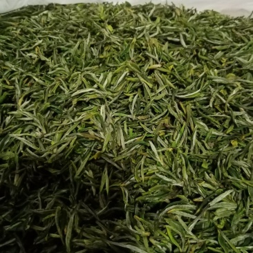 2020年春茶明前茶自家句容本地翠眉