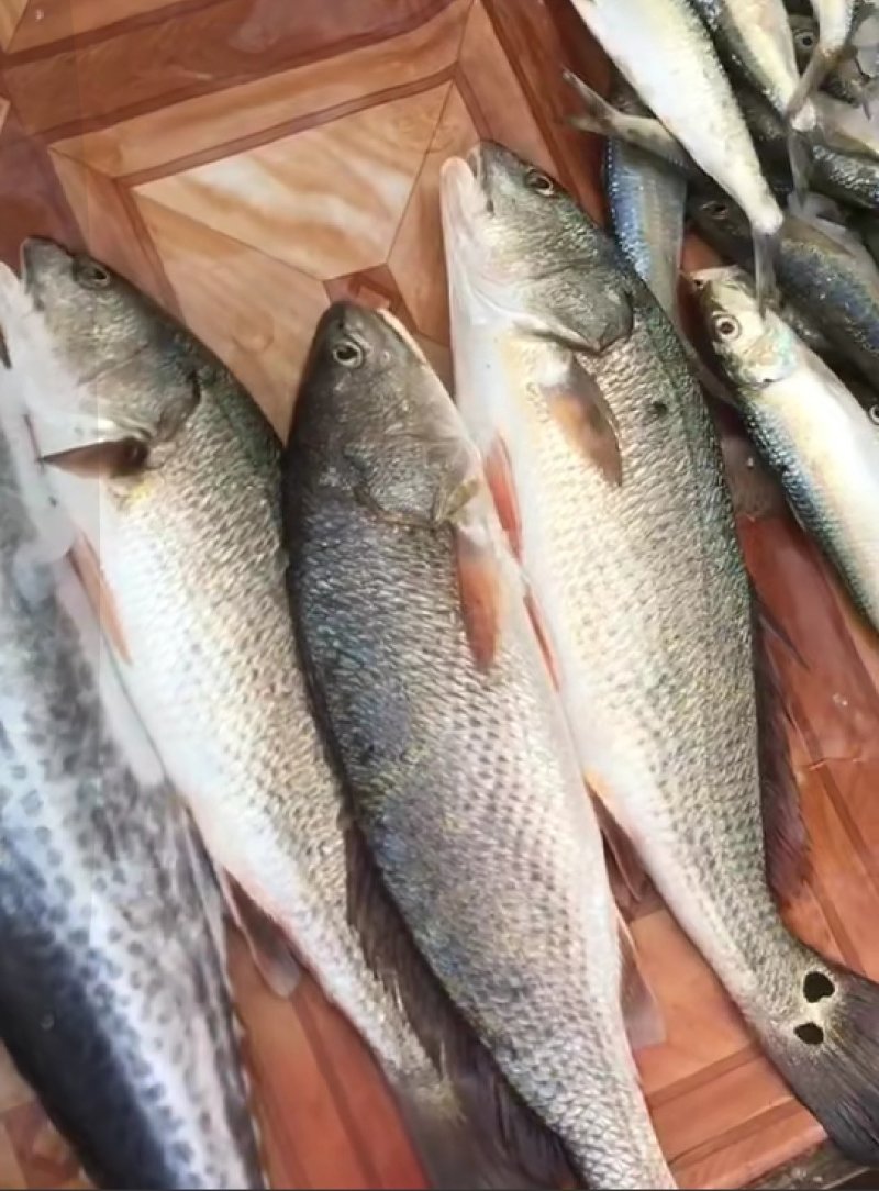 广东粤东沿海浅海鱼鲜鱿鱼