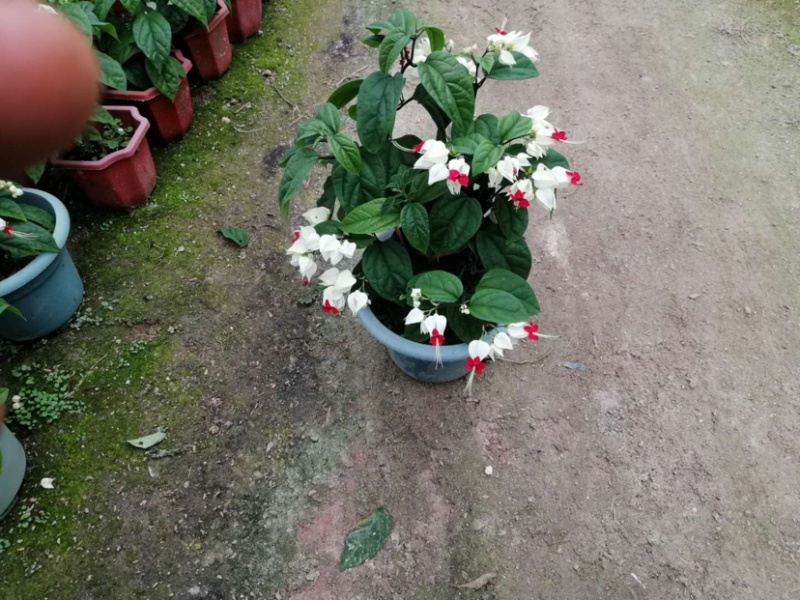 龙吐珠30cm左右库存大量欢迎来电