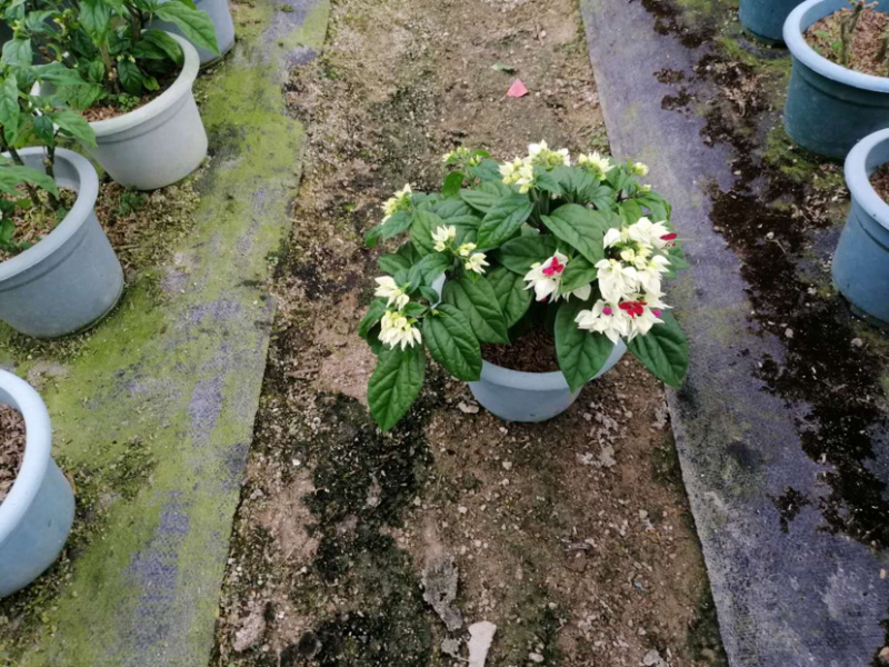 龙吐珠30cm左右库存大量欢迎来电