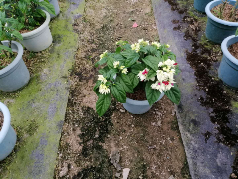 龙吐珠30cm左右库存大量欢迎来电