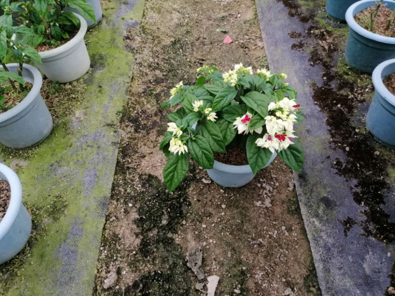 龙吐珠30cm左右库存大量欢迎来电