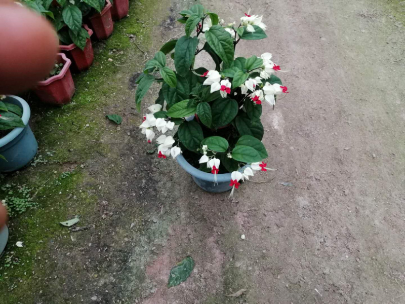 龙吐珠30cm左右库存大量欢迎来电