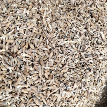 白术子:根茎一年或两年作物，用图广效益好