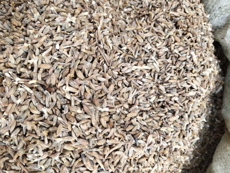 白术子:根茎一年或两年作物，用图广效益好