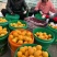 太平红杏大量上市欢迎采购考察货源充足欲购从速