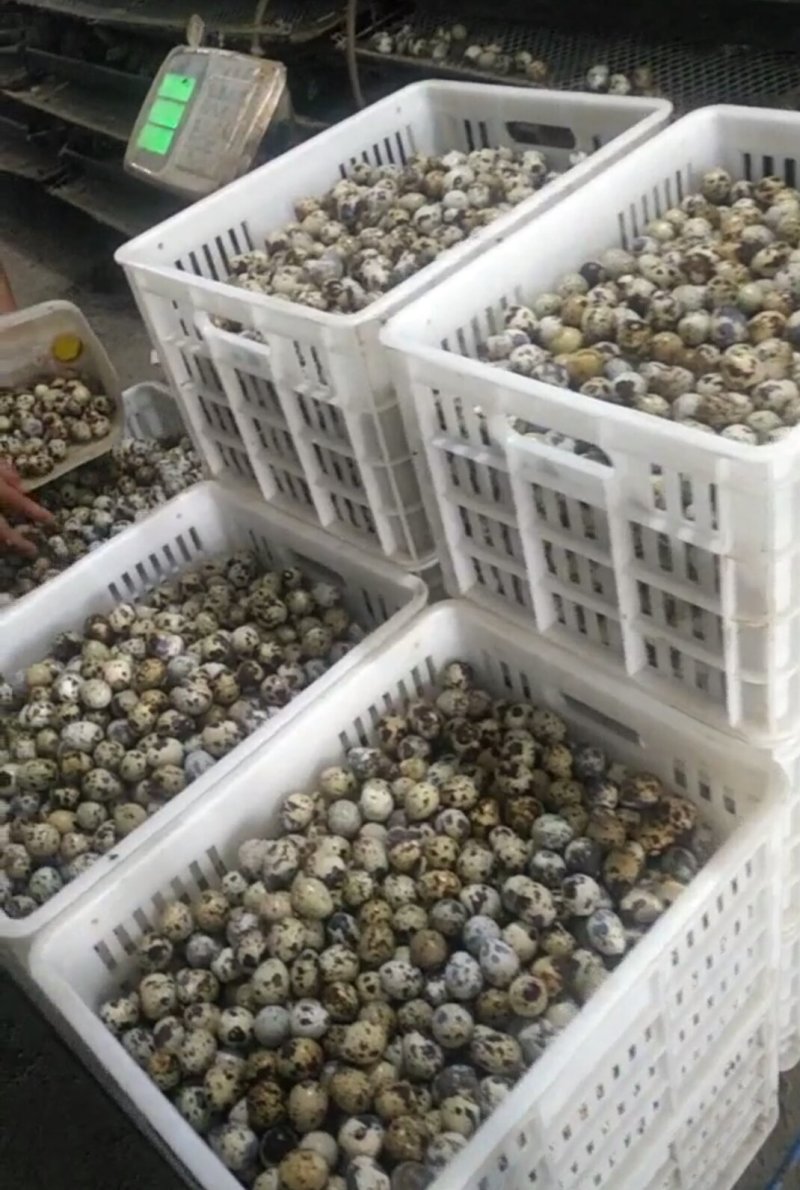 河北扒皮鹌鹑蛋清水鹌鹑蛋绿色食品火锅采用***
