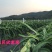 红心火龙果苗台湾软枝大红苗金都一号自花授粉不用人工授粉