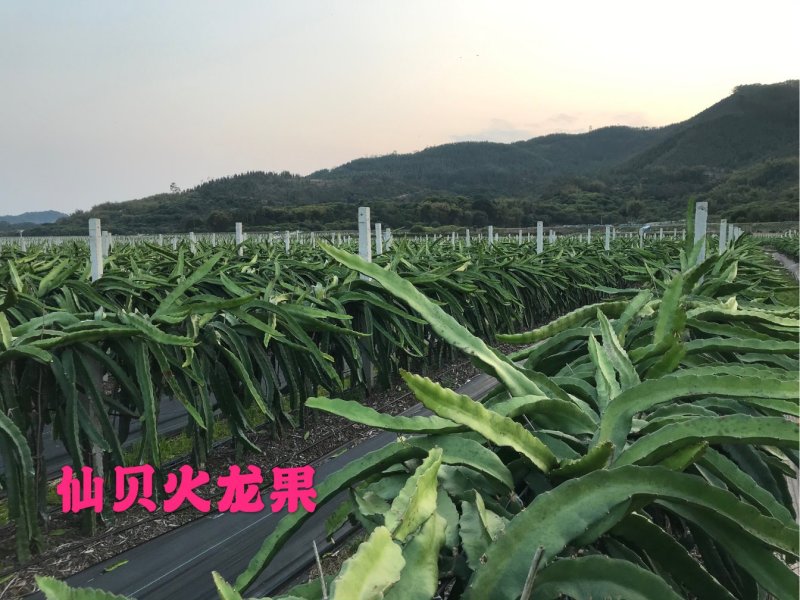 红心火龙果苗台湾软枝大红苗金都一号自花授粉不用人工授粉
