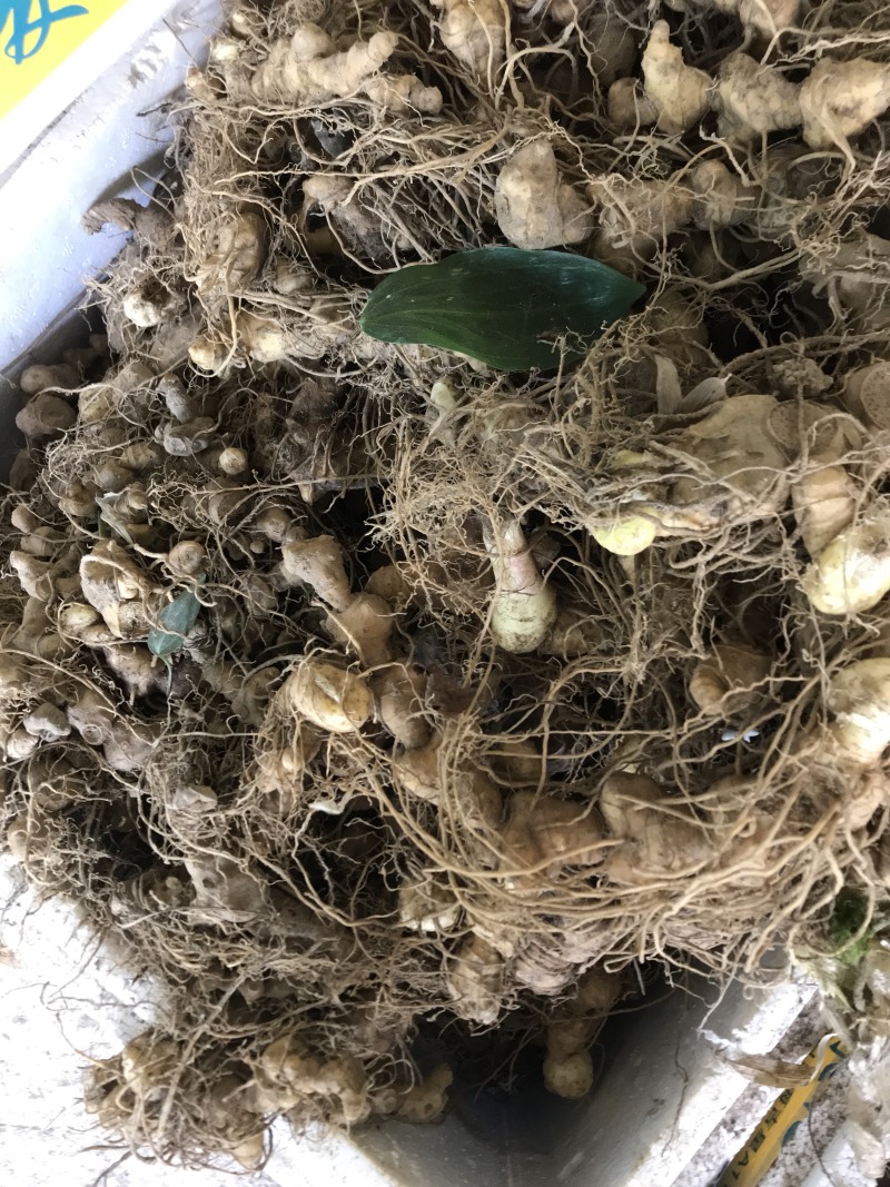 野生姜形黄精苗，精块，白芨苗，