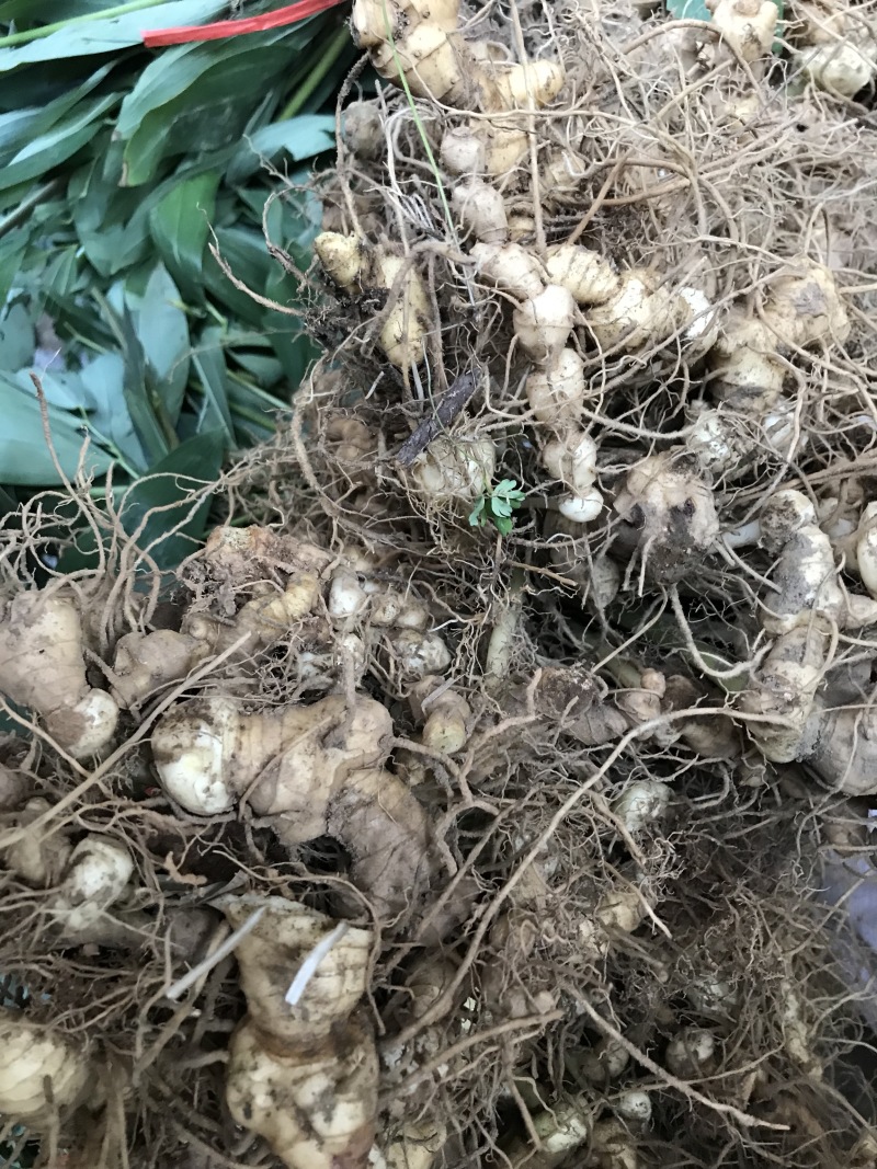 野生姜形黄精苗，精块，白芨苗，