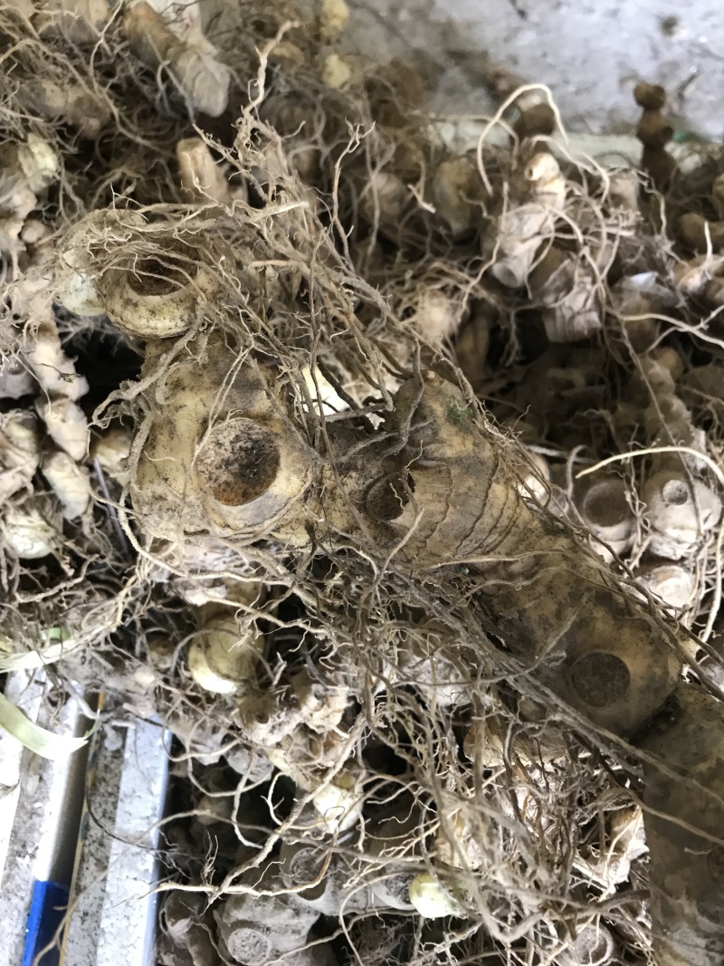 野生姜形黄精苗，精块，白芨苗，