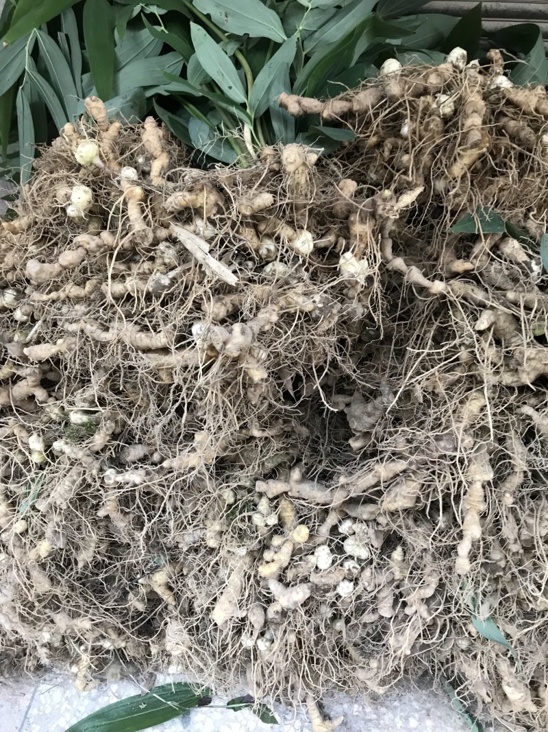 野生姜形黄精苗，精块，白芨苗，