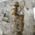 野生姜形黄精苗，精块，白芨苗，