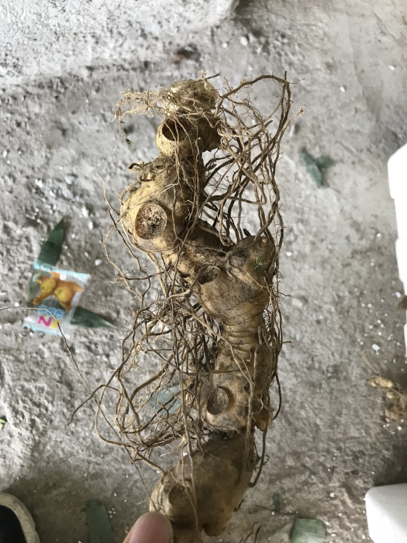 野生姜形黄精苗，精块，白芨苗，
