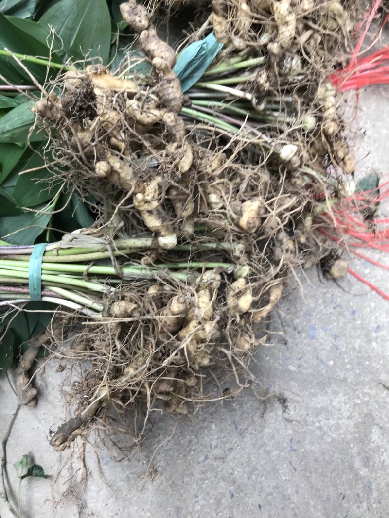 野生姜形黄精苗，精块，白芨苗，