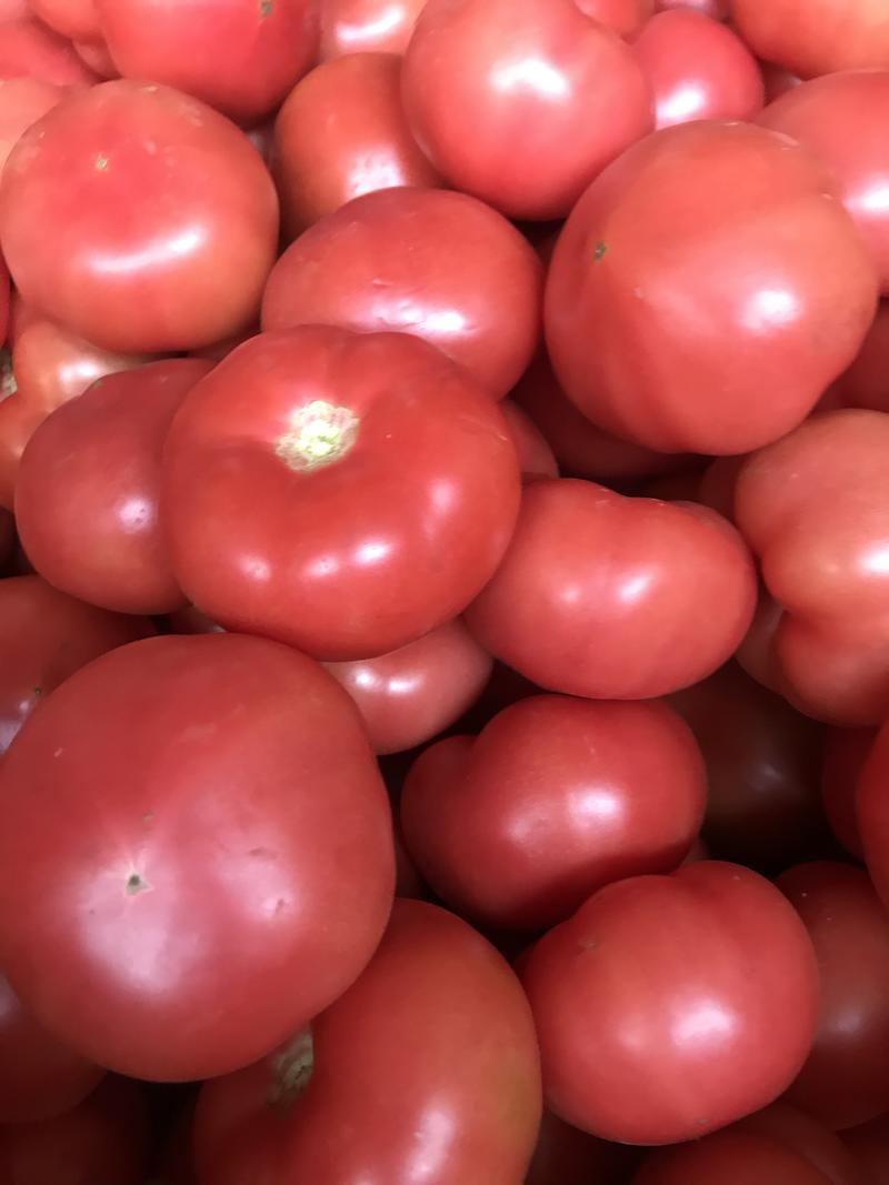 陕西西红柿，陕西省三原县万亩蔬菜基地，精品西红柿