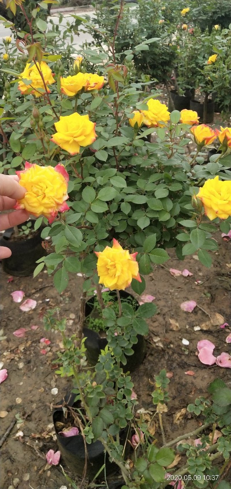 树状月季，大小规格都有，颜色齐全量大优惠