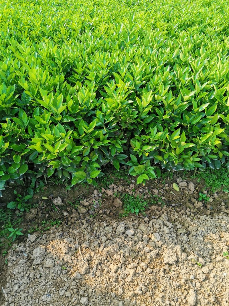 早熟蜂蜜脐橙，包正宗假一赔十，提供免费种植技术