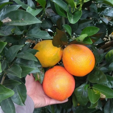 早熟蜂蜜脐橙,包正宗假一赔十,提供免费种植技术