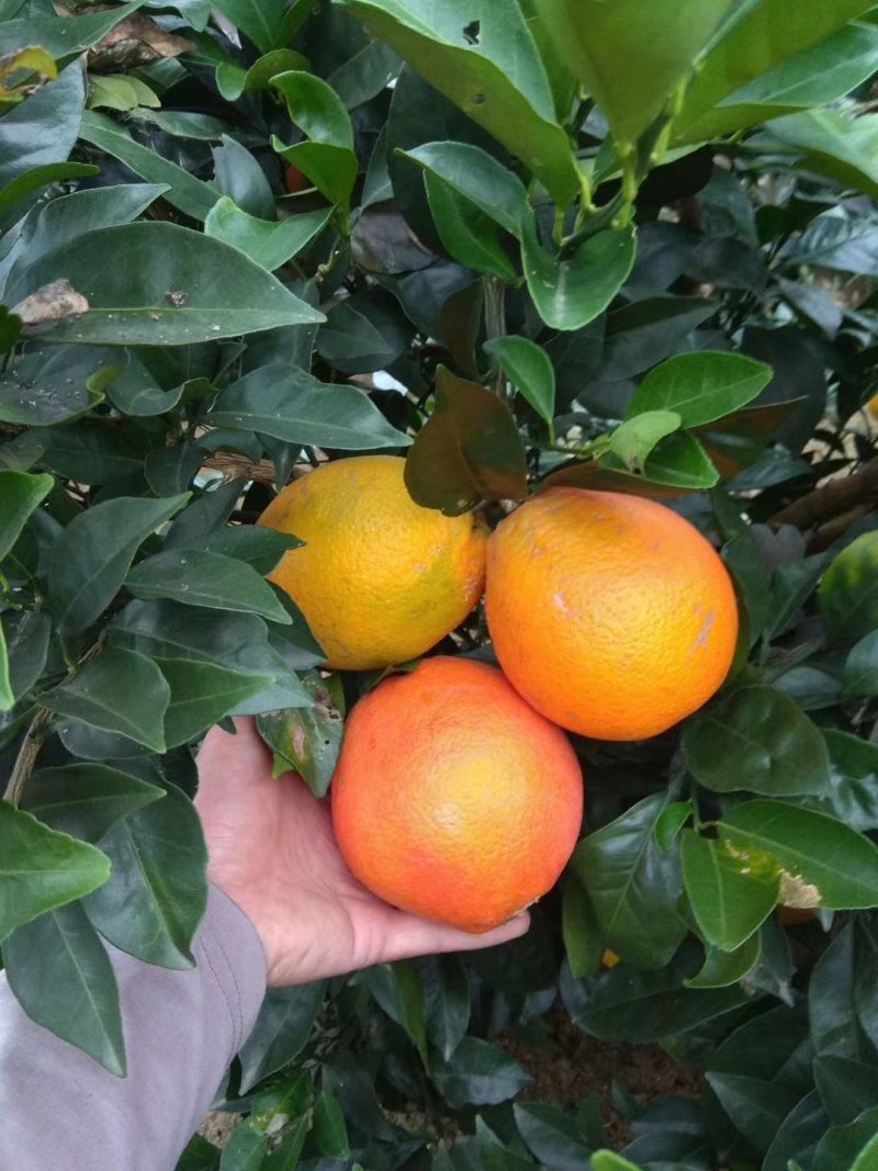 早熟蜂蜜脐橙，包正宗假一赔十，提供免费种植技术