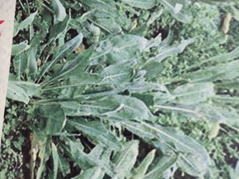 板蓝根子:根茎一年作物易管里适应能力广欢迎广大种植户来电