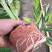花叶连姜30-50cm低价出售库存大量